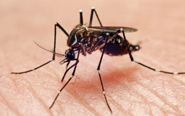 Mosquitos Love Me And There Has Been Some Research To Explain Why