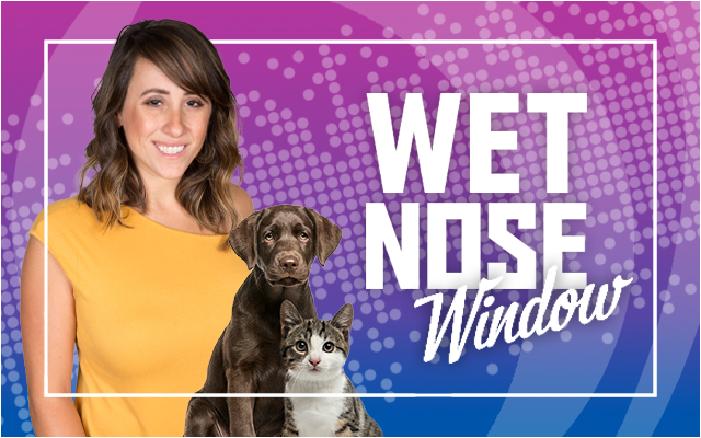 Wet Nose Window with Save-A-Pet